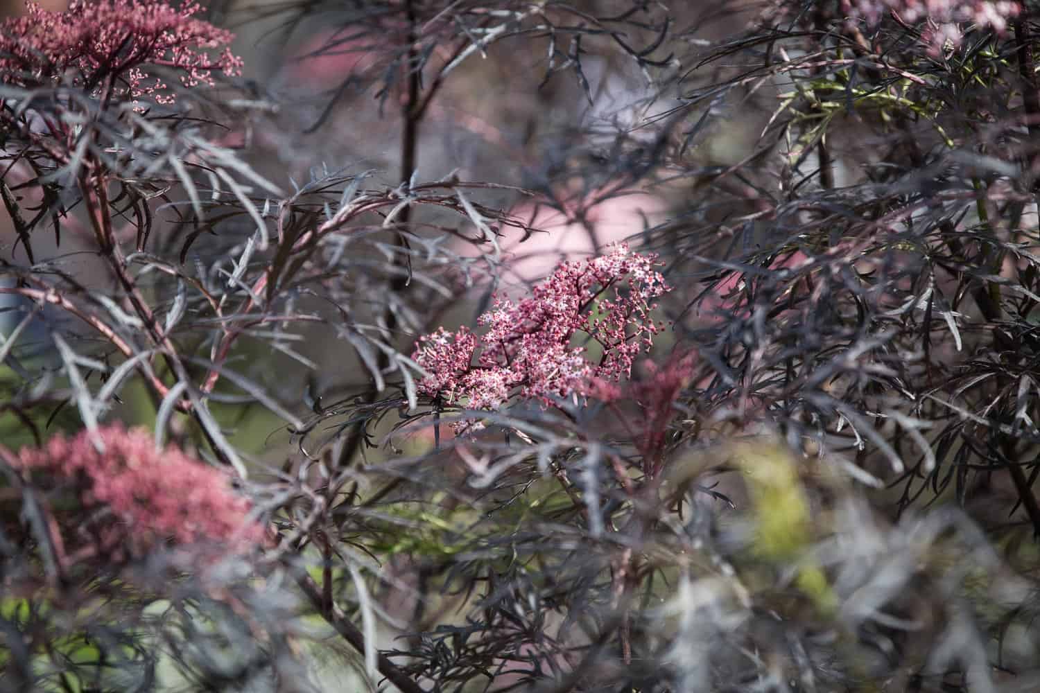 Chelsea flower show 2017 schwarzer Holunder