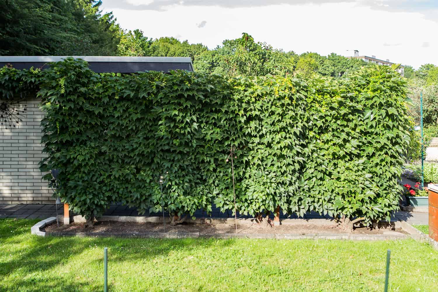 Sichtschutz im Garten Laubsträucher