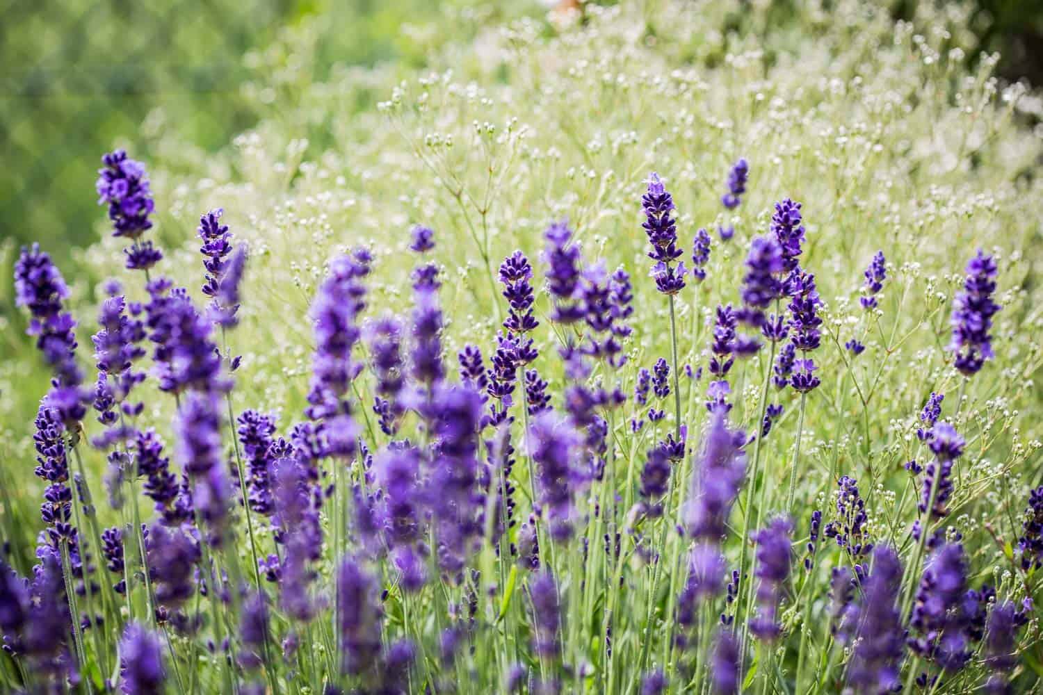 Lavendel pflegen schneiden pflanzen