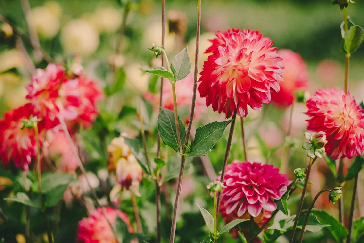Was kommt dabei heraus wenn zehn Garten-Blogger ein Erntedank-Fest feiern? Üppige Blumendeko, köstliche Gemüsegerichte und sehr glückliche Menschen.