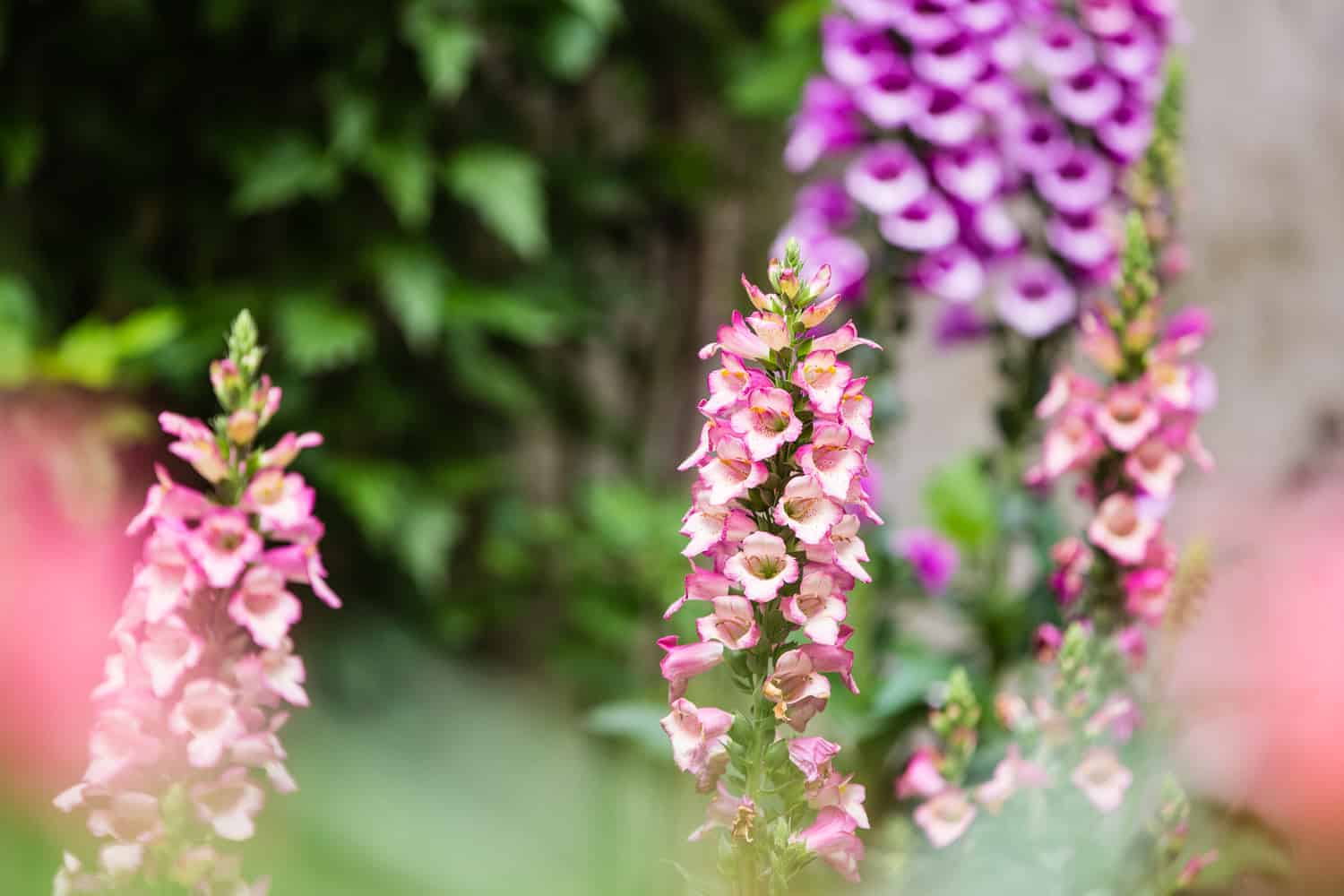 Blumenbeet anlegen Halbschatten Fingerhut