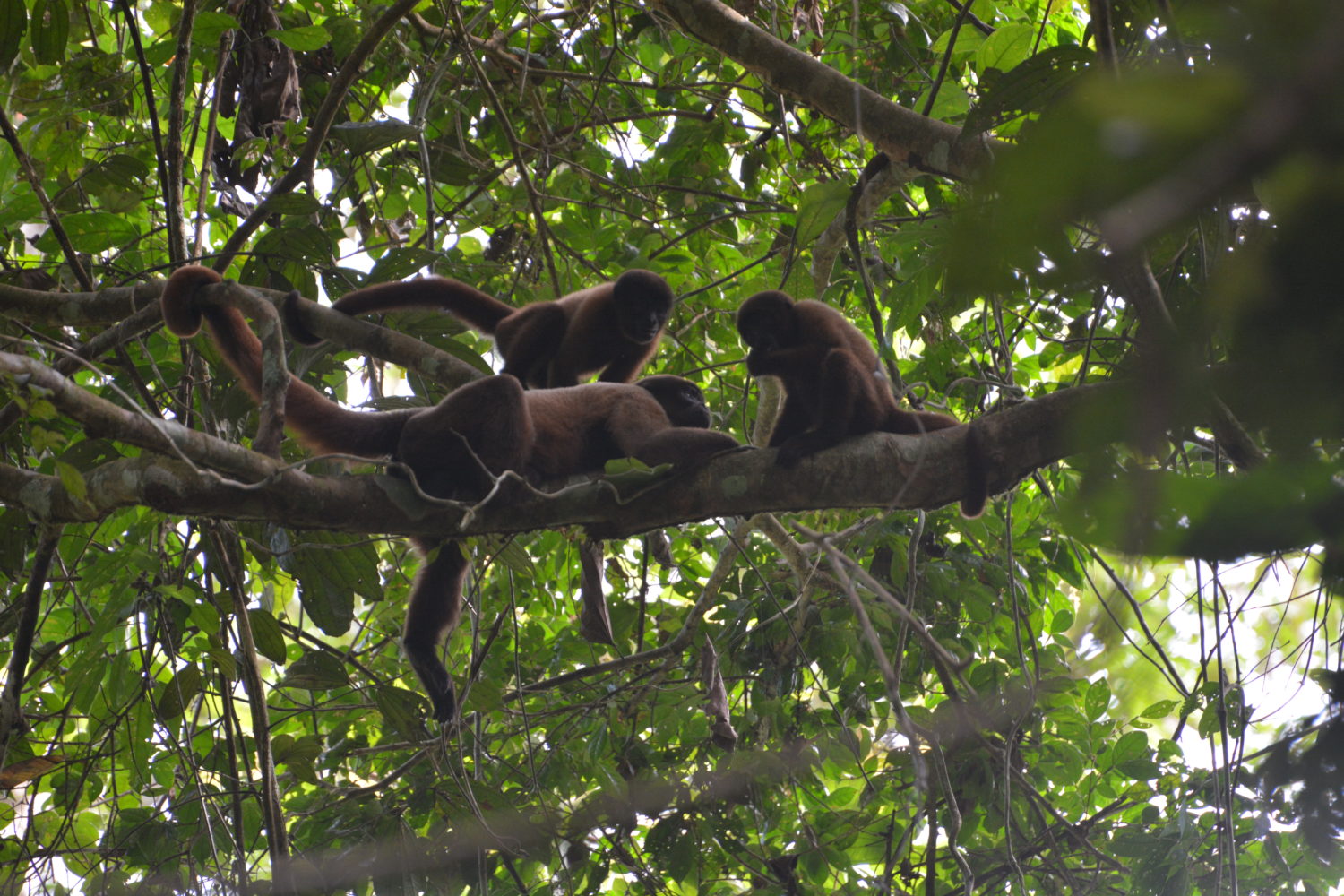 Grayson being approached by two juvenile males