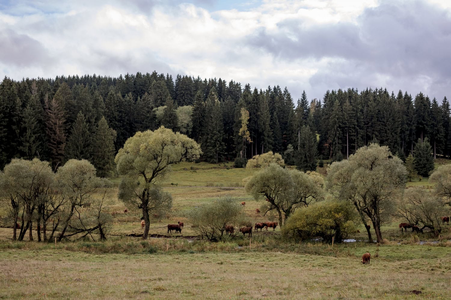 das Freibachtal zwischen Meyersgrund & Stützerbach Romantik pur im Freibachtal im Thüringer Wald
