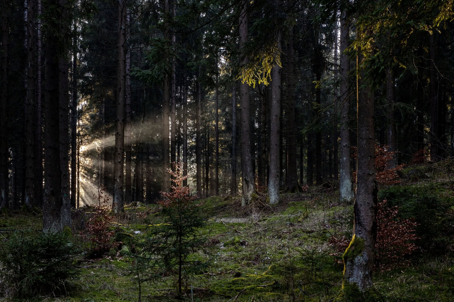 Lichtspiel im Thueringer Wald Sonnenstrahlen im grünen Thüringer Wald, fotografiert mit der Canon EOS R & Sigma Art 50mm