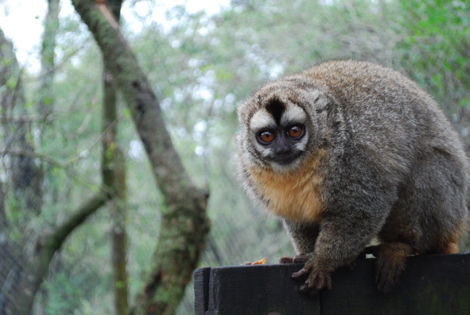 Owl monkey sitting on a wood sign