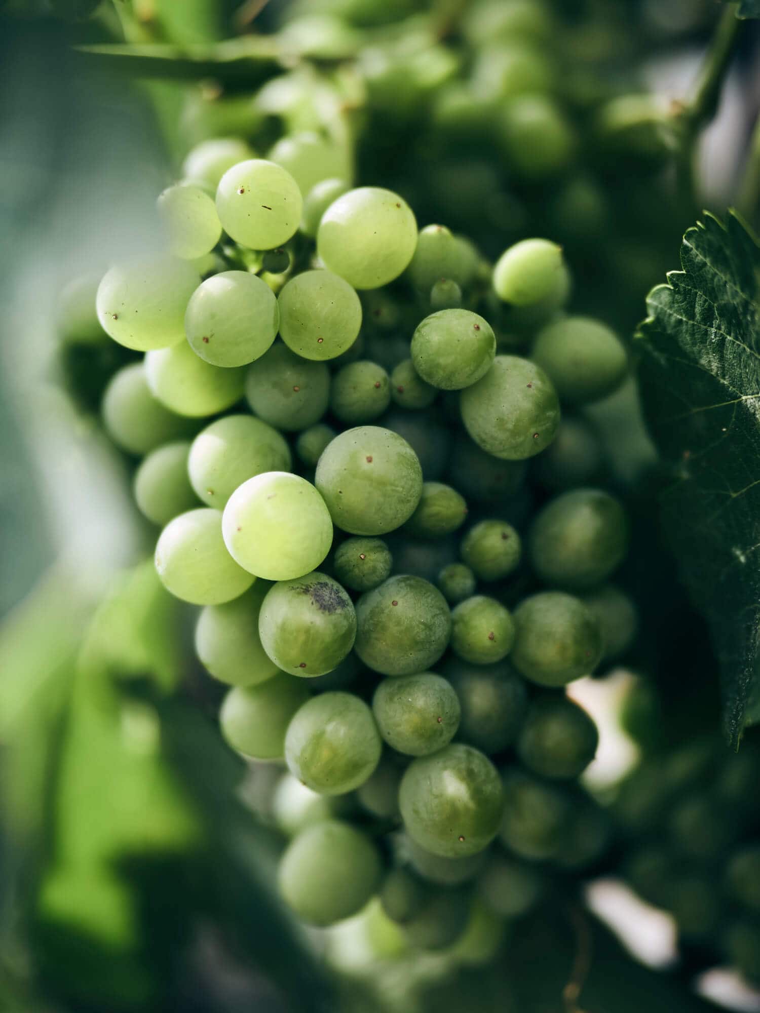 Obst und Gemüse vom Bauernhof