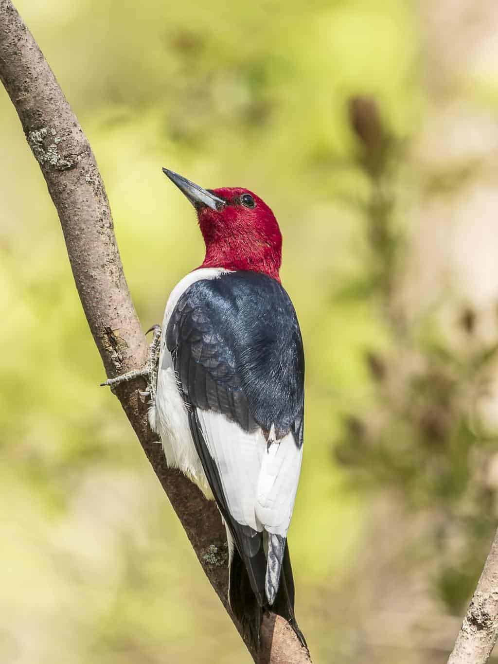 Woodpeckers In Michigan 8 Species You Can'tMiss