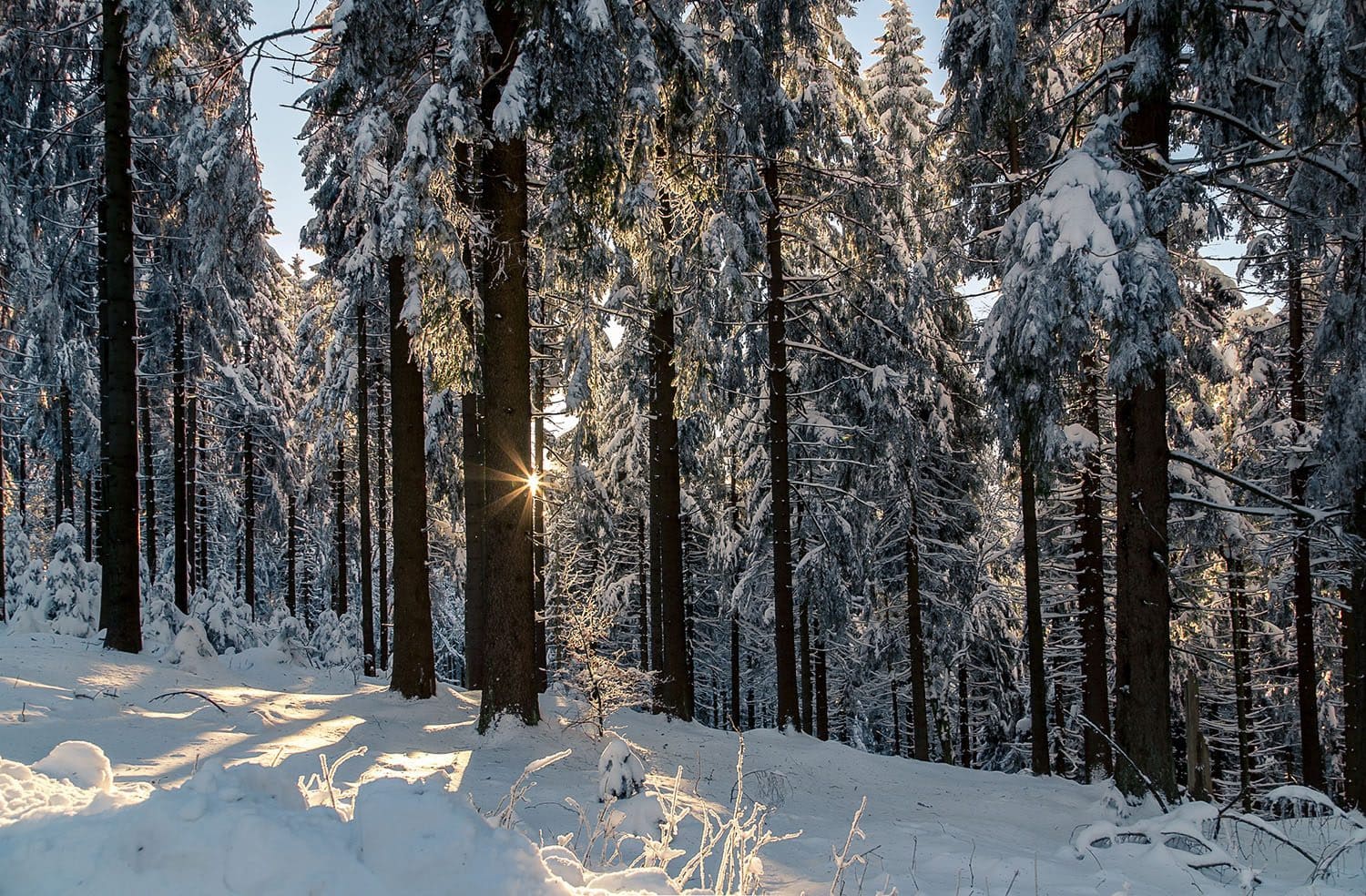 Winterwald mit untergehender Sonne Winterwald mit untergehender Sonne