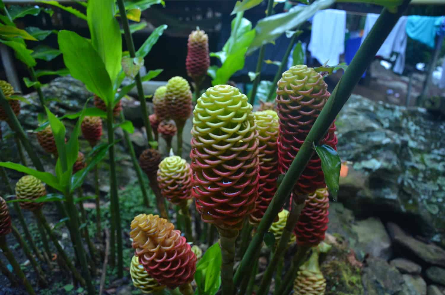 Bromelia the lost city fendaux