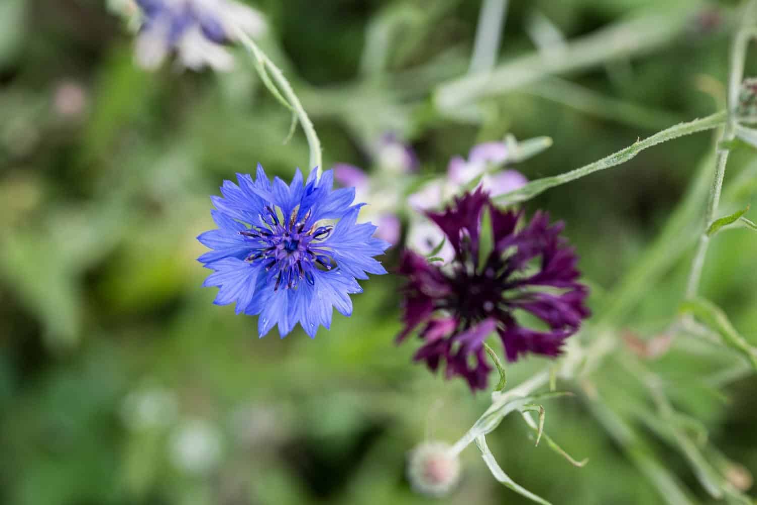 Wildblumenwiese Anlegen Und Pflegen Lockt Bienen Und
