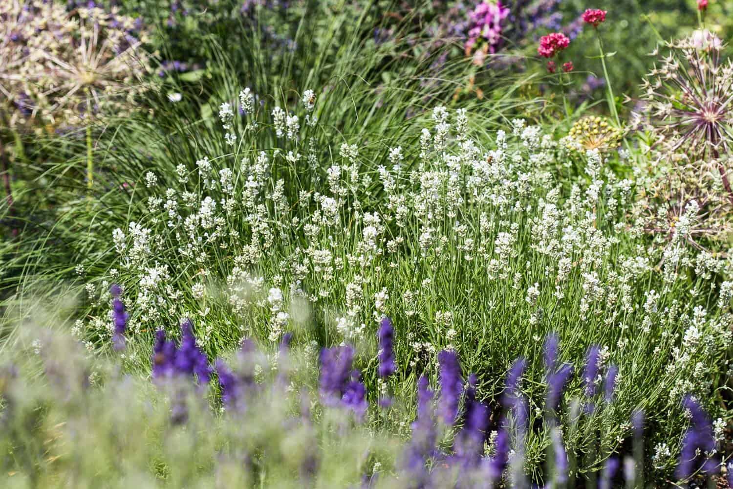 Blumenportrait Lavendel Pflanzen Schneiden Pflegen