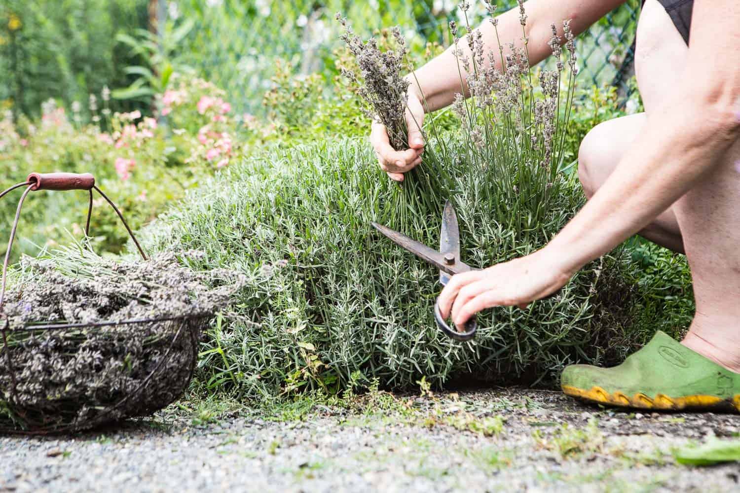 Lavendel pflegen schneiden pflanzen
