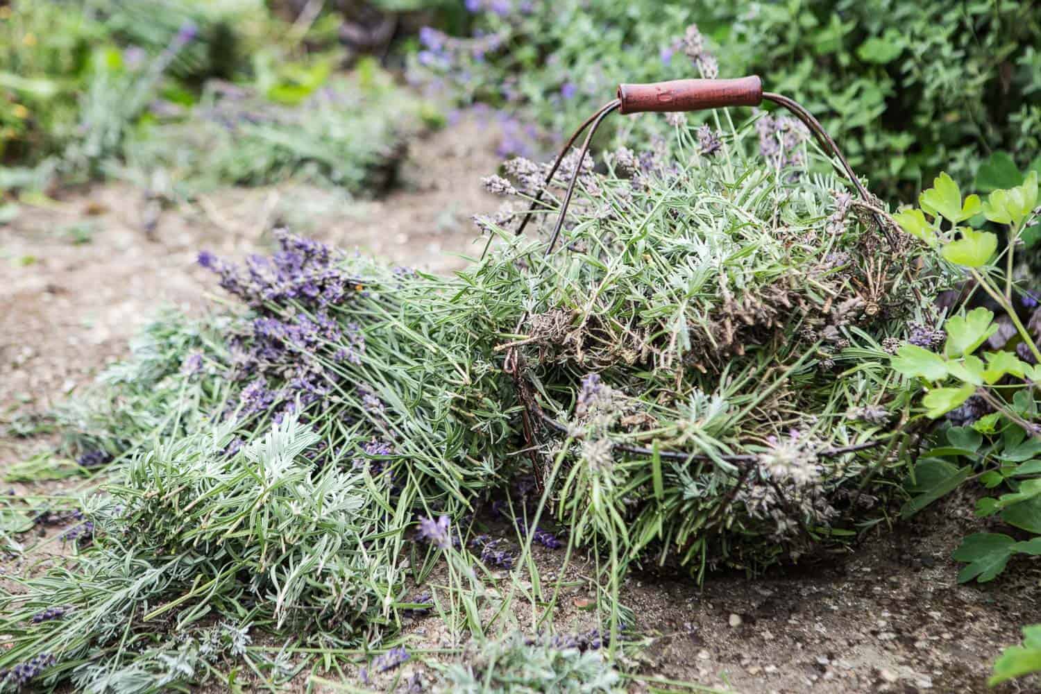Lavendel pflegen schneiden pflanzen