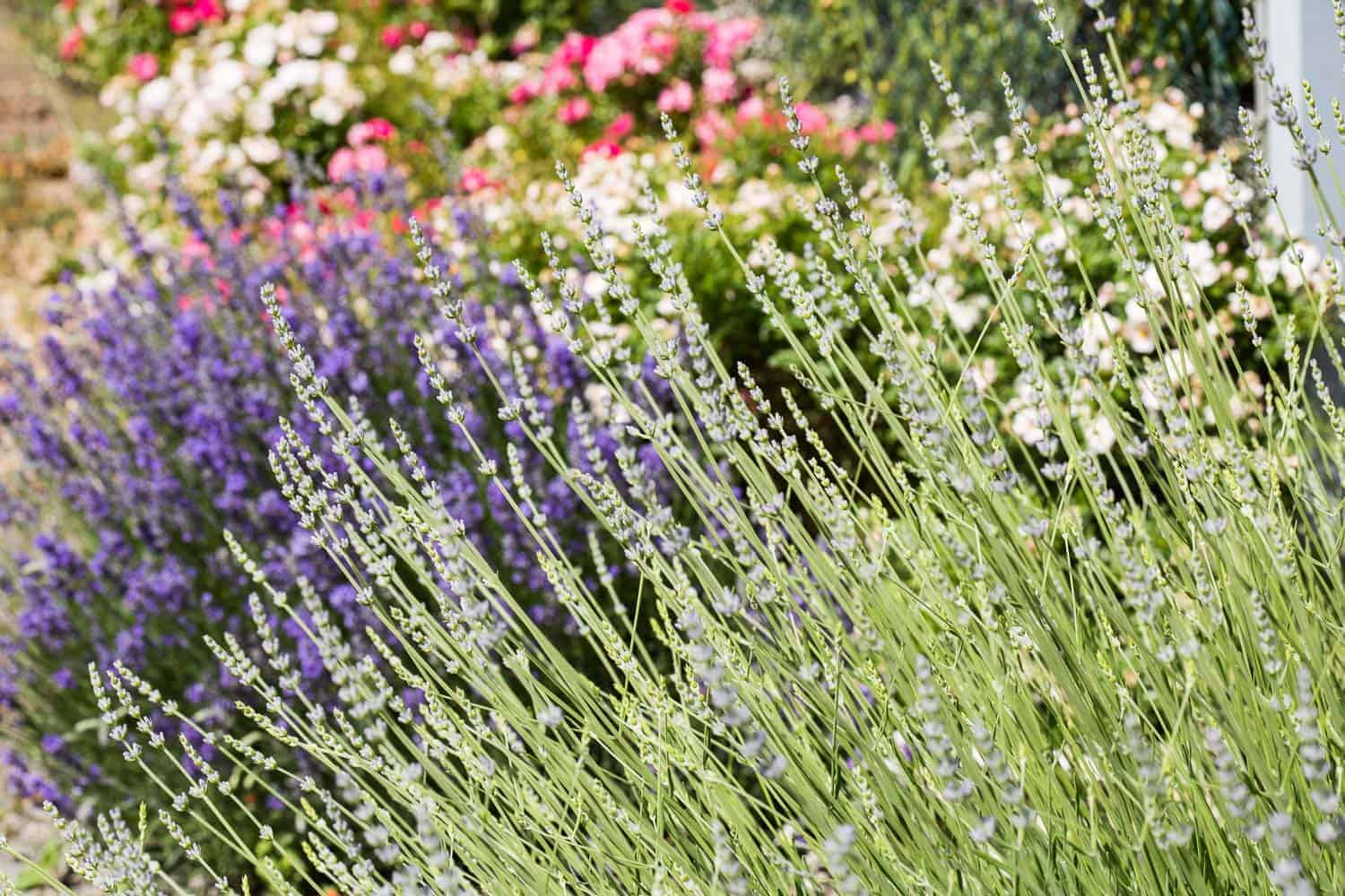 Blumenportrait Lavendel Pflanzen Schneiden Pflegen
