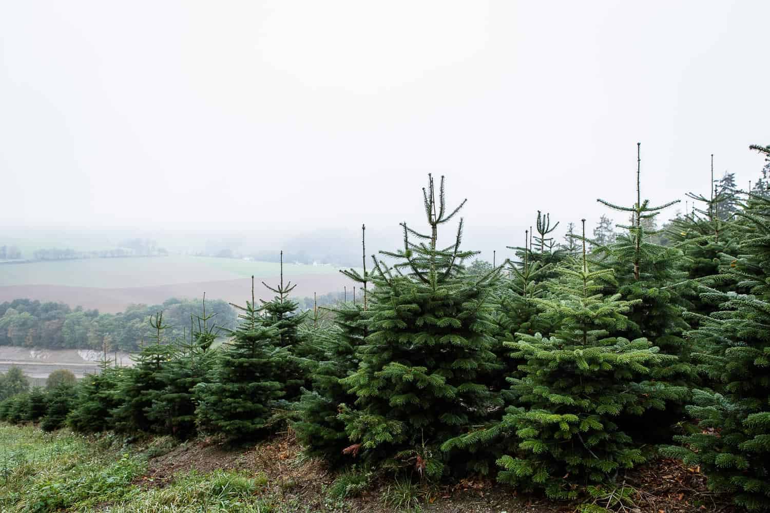 Weihnachtsbaum aus der Region