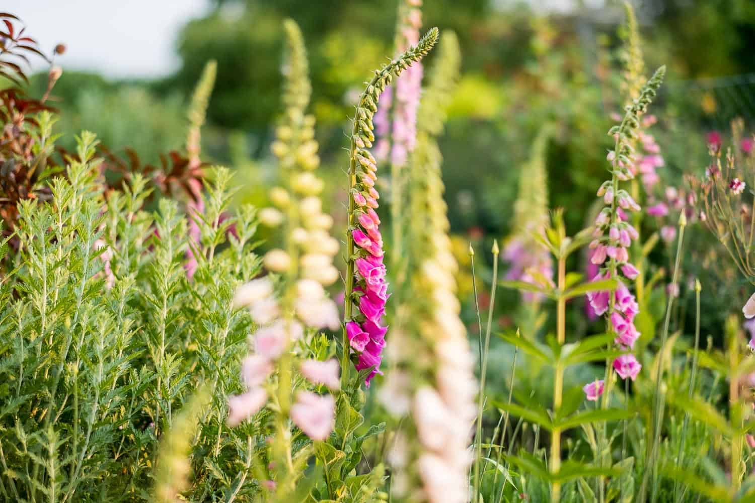 Chelsea Flower Show 2018 mein Garten Fingerhut