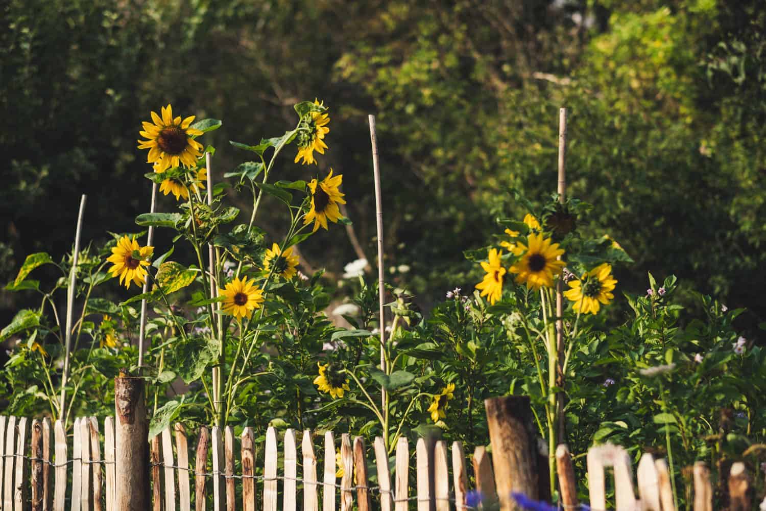 Sonnenblumen hinter Staketenzaun