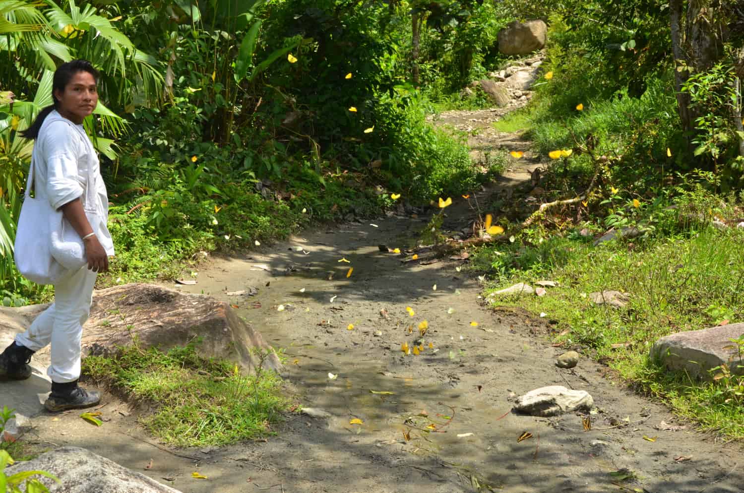 Butterfly Cuidad Perdido Fendaux