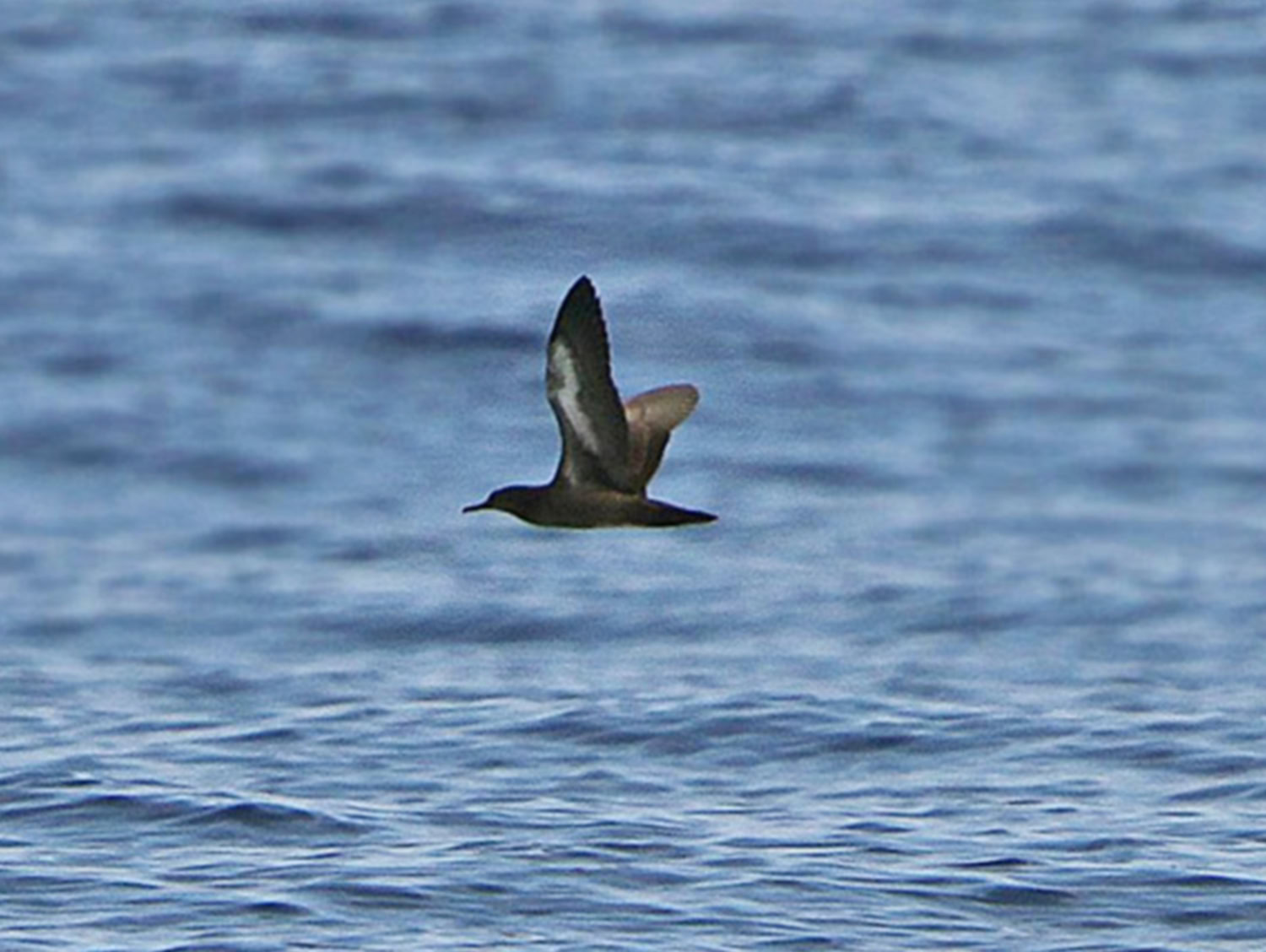 Heinroth’s shearwater (Puffinus heinrothi) l Foto: orientalbirdimages.com