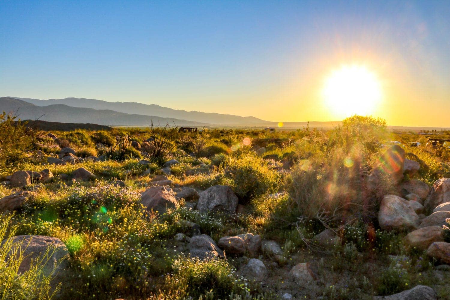 Anza-Borrego Desert Wildflowers Super Bloom 2019 - State Park Guide