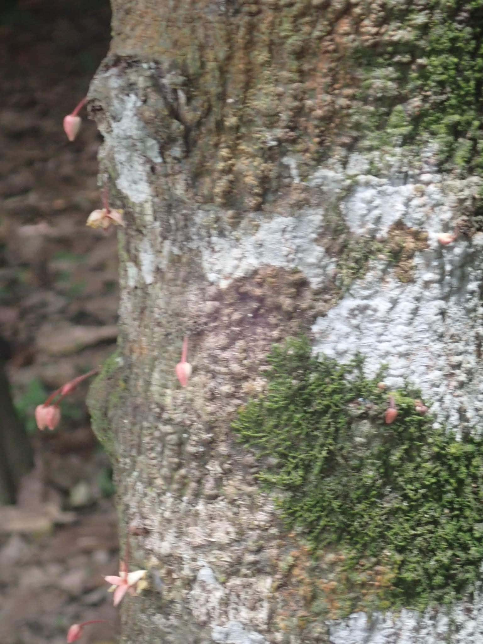 Our Marvelous stay in Bonda, Colombia 10