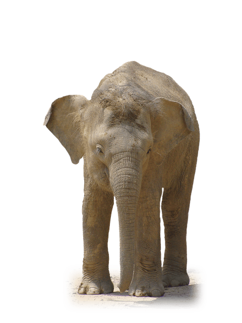 An elephant