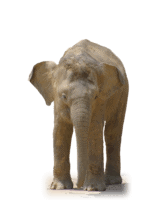 An elephant
