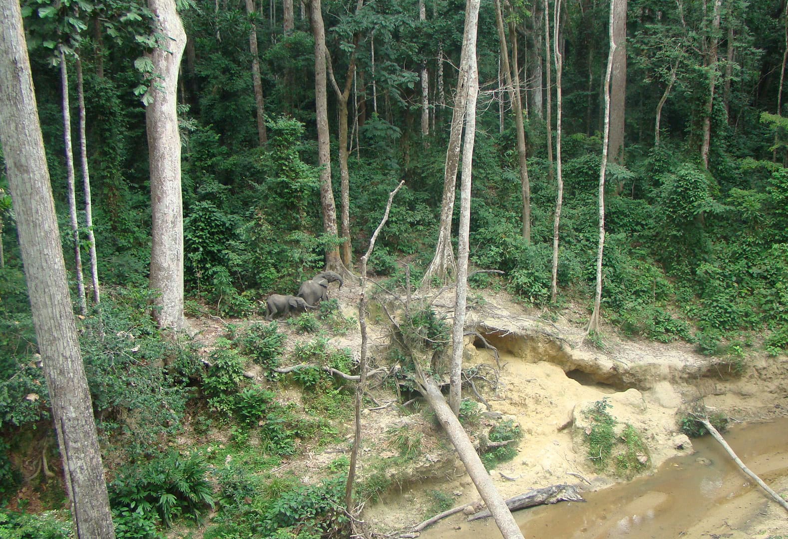 Forest elephants at clearing.