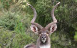 Mountain Nyala
