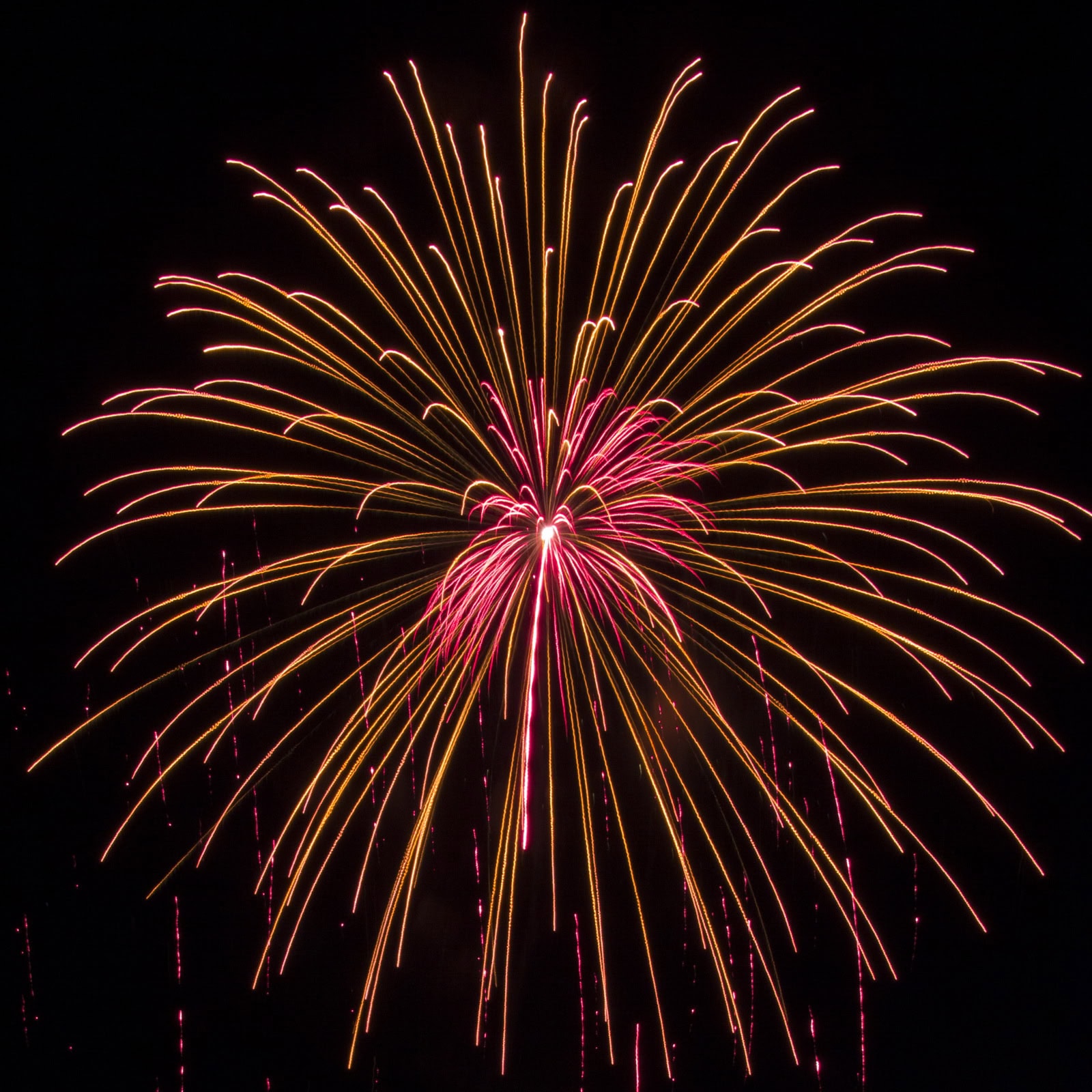 Massachusetts Fireworks go2.guide gold and fuscia explosion