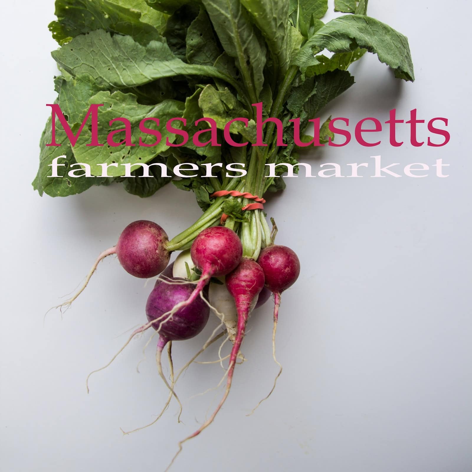 Massachusetts Farmers Markets Square - Radishes