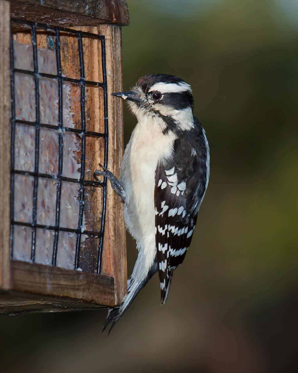 downy woodpecker sounds downy woodpecker sounds
