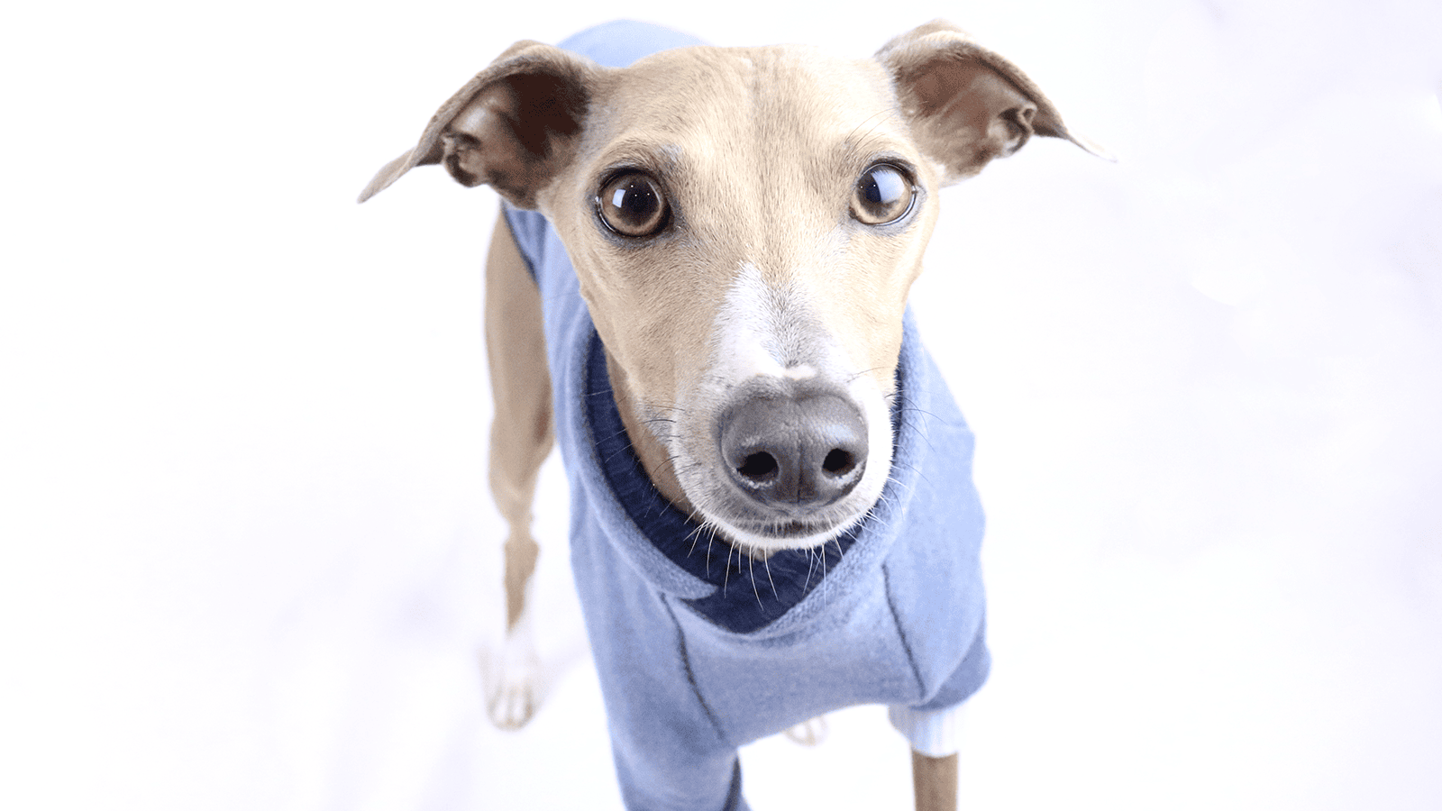 Greyhound clothing for humans clearance