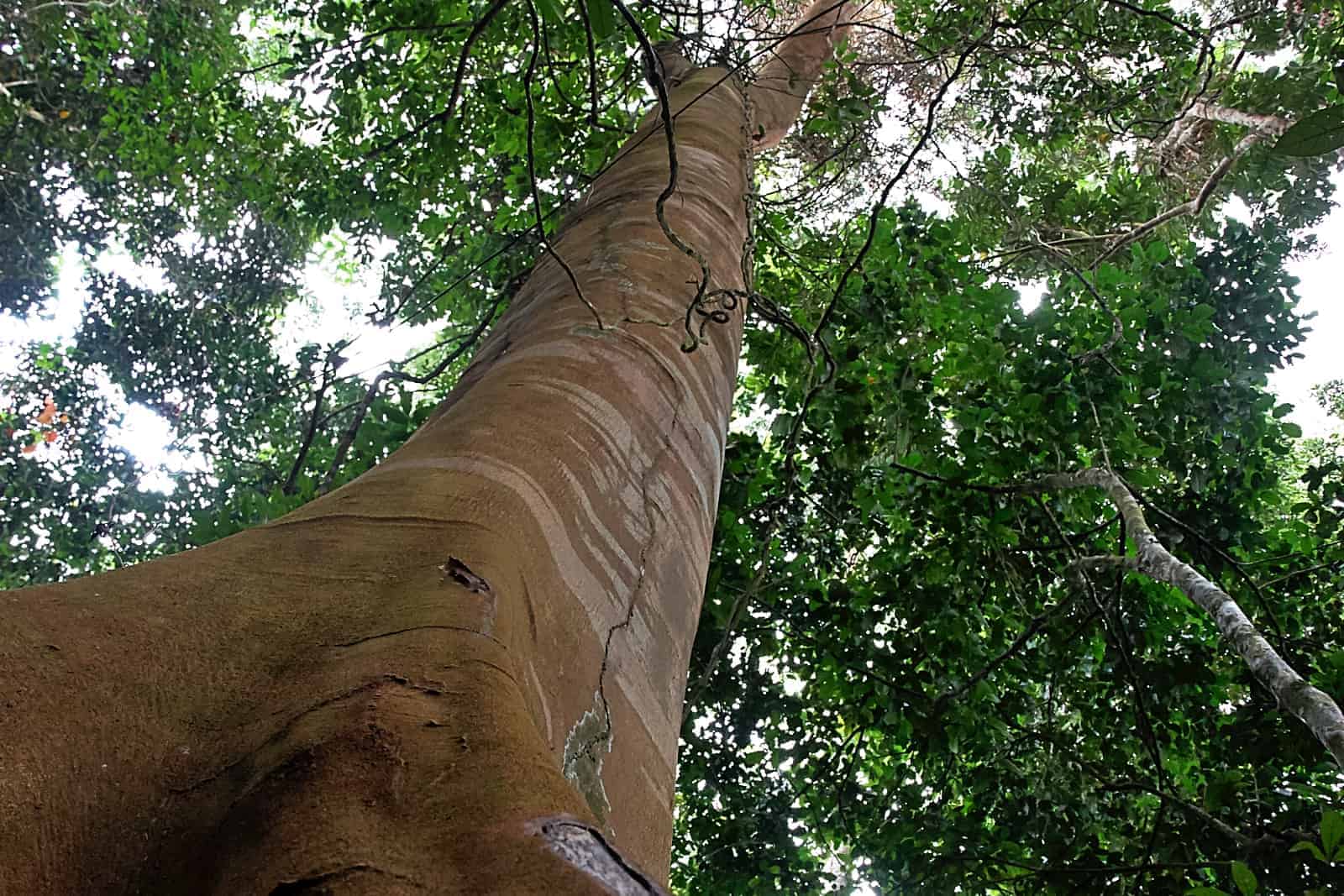 Community based approach the key to rainforest conservation
