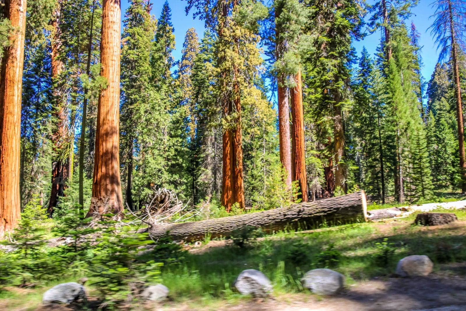 Sequoia