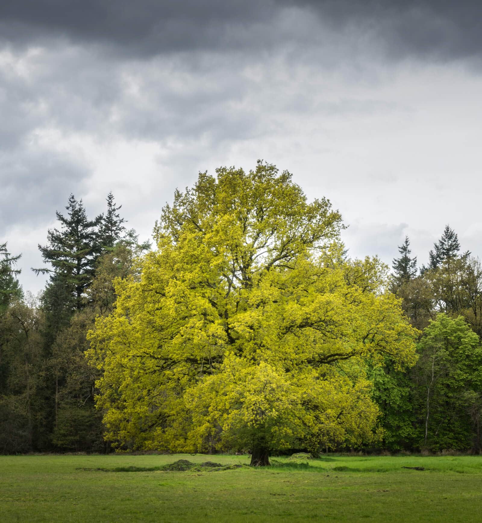 Mack Land Landscape Architects Wauconda Denver Tree Inventory