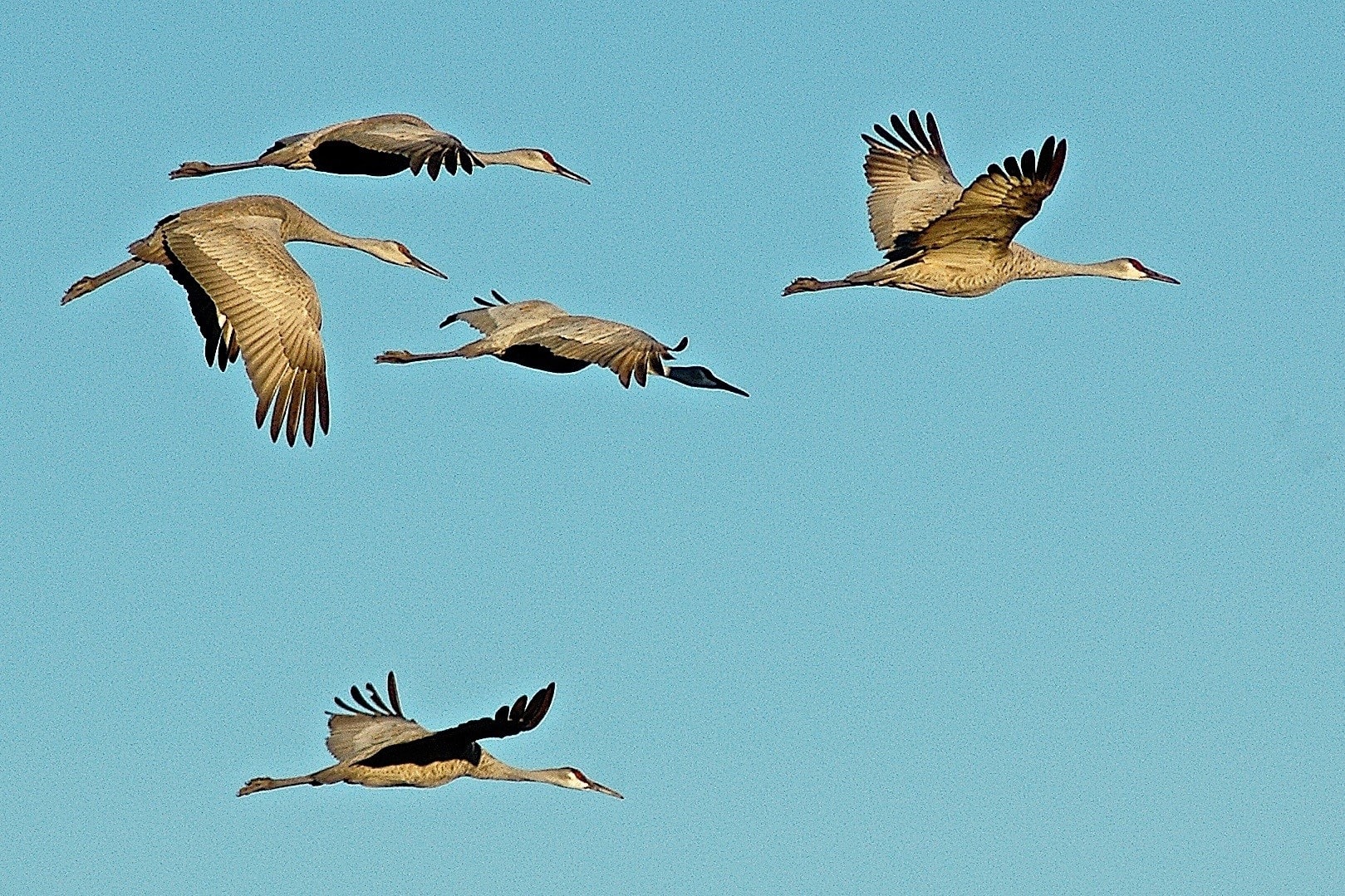 Sandhill Cranes, Bosque del Apache NWR © Dave Foreman