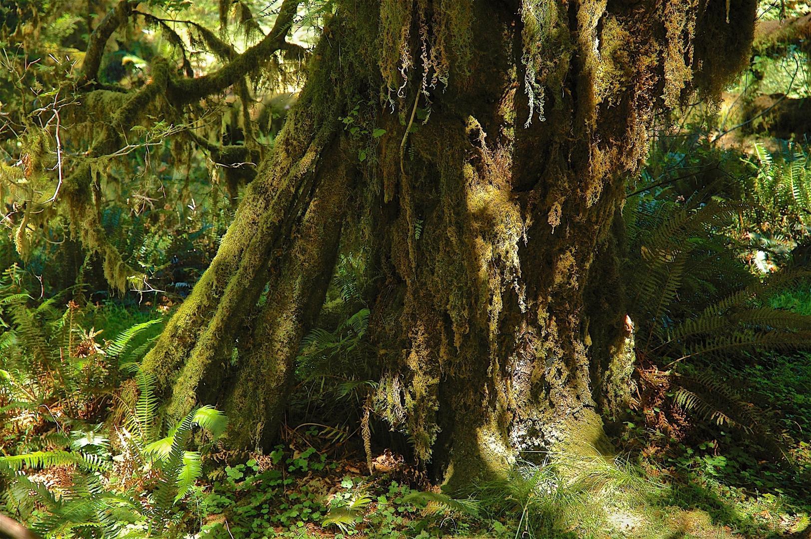 Ancient cedar, old-growth forest, Hoh Valley, Olympic NP © Dave Foreman