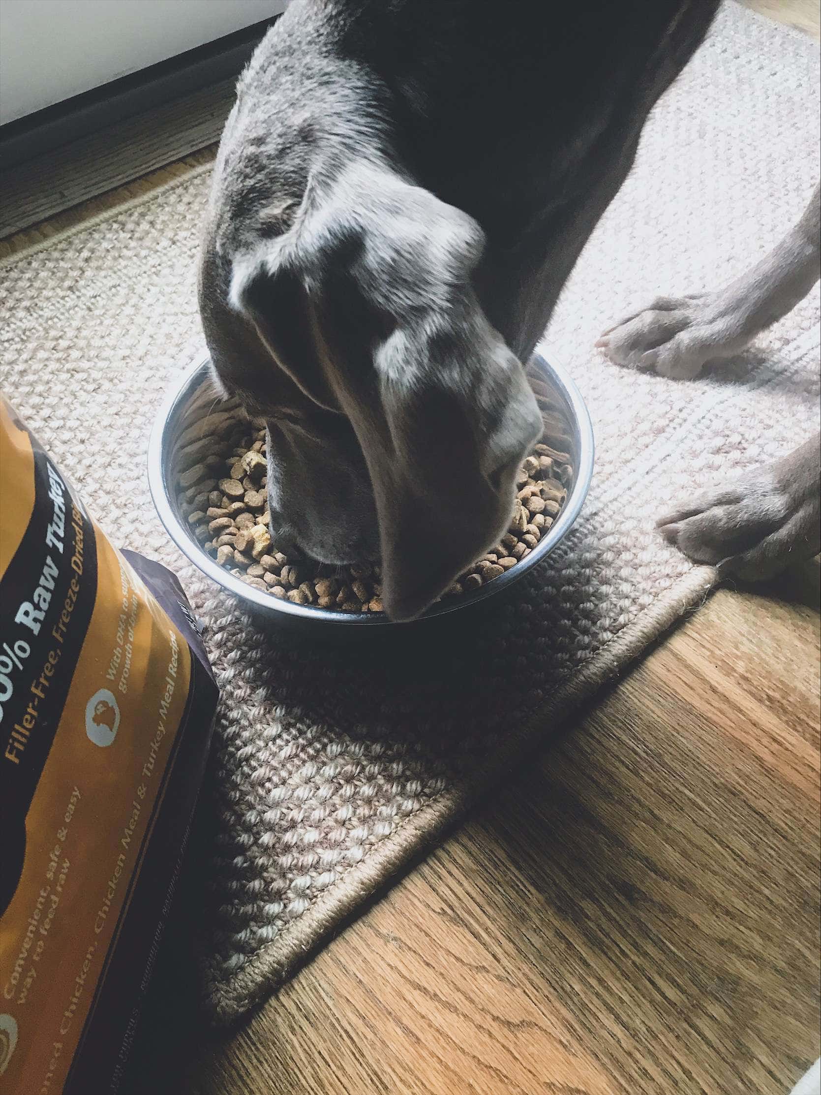 Wellness Core Rawrev Puppy Food A Review Of Wellness Puppy Food