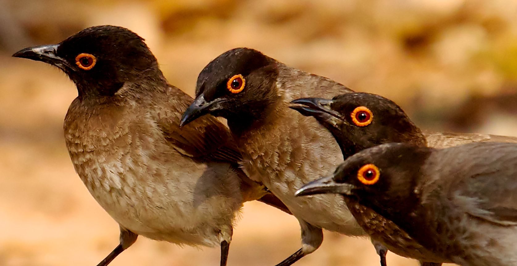 Red-eyed Bulbul Namibia Red-eyed Bulbul Namibia