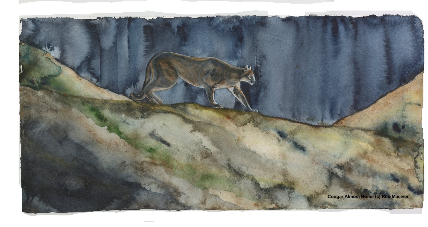 Cougar Almost Home (c) Rod MacIver