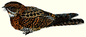Gambar burung Cabak hutan atau Cabak kolong atau Bonaparte's Nightjar atau Caprimulgus concretus Gambar burung Cabak hutan atau Cabak kolong atau Bonaparte's Nightjar atau Caprimulgus concretus