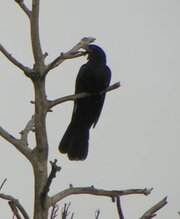 Burung tuwu atau kulik