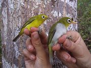 Pleci wangi (kanan) dan pleci dada kuning