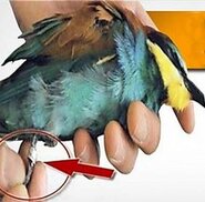 bee eater atau kirik-kirik eropa