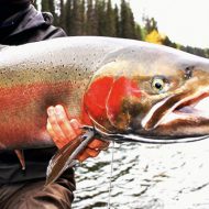 Steelhead + Cosmic Crisp = OMG