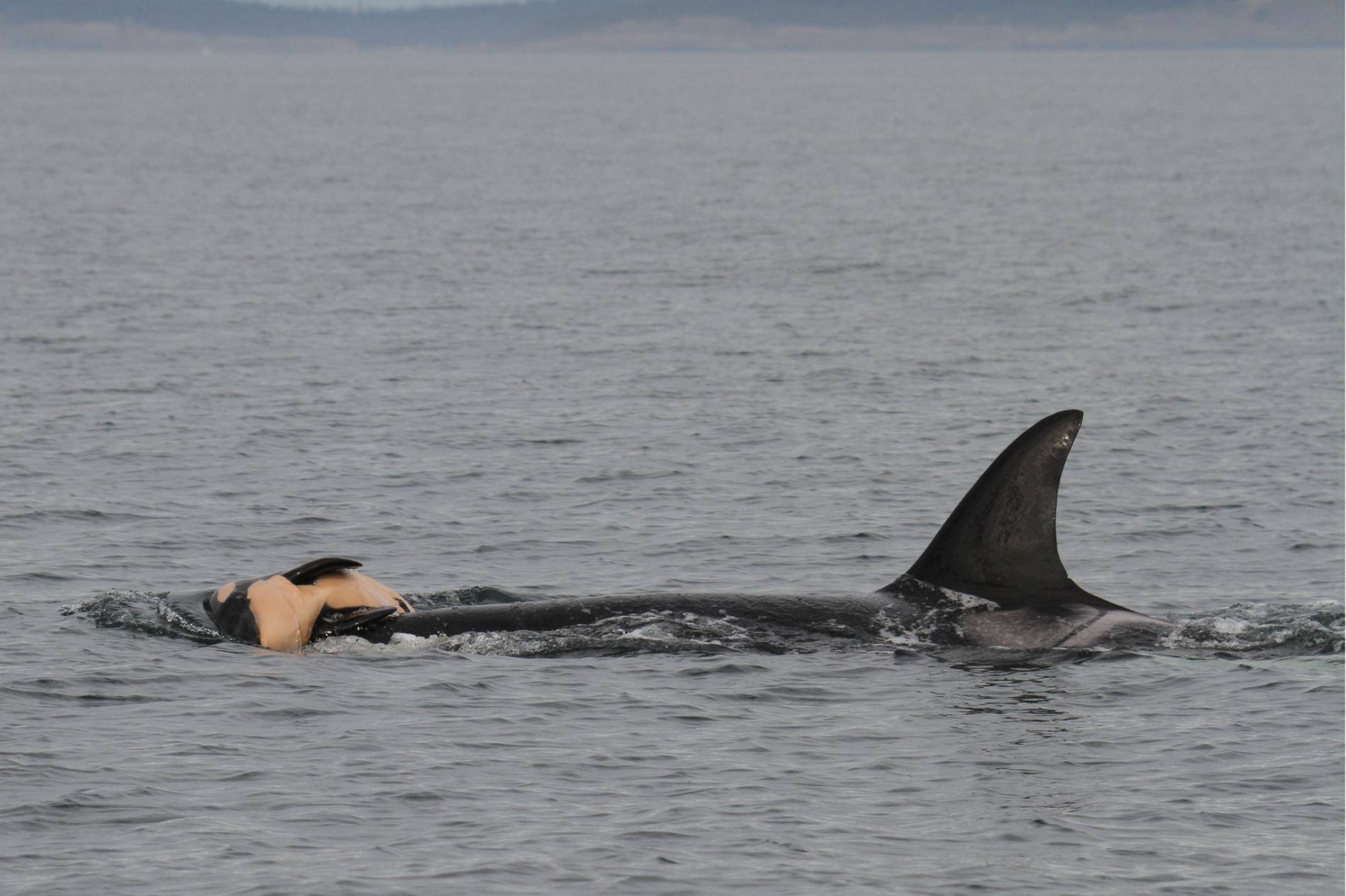 we are the orca