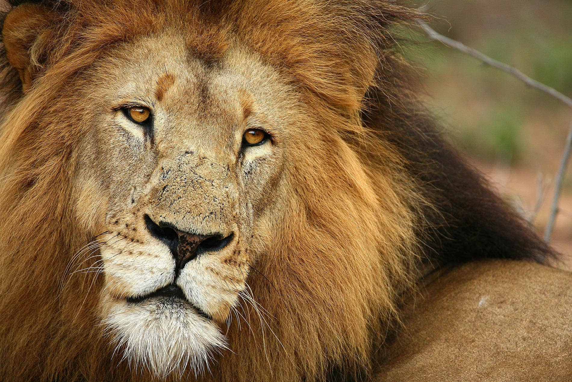 kruger-game-drive-wildlife-ngala_7