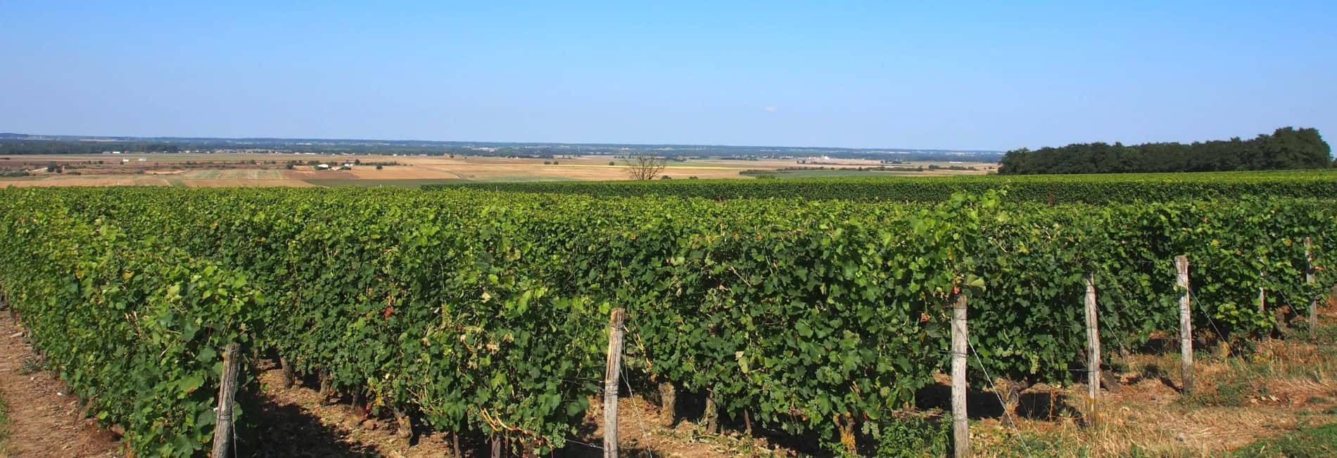 vignes sur Pouant Isabelle Suire vignes sur Pouant Isabelle Suire