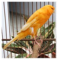 tenggeran2 Tenggeran Burung